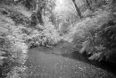 Fern Canyon #1